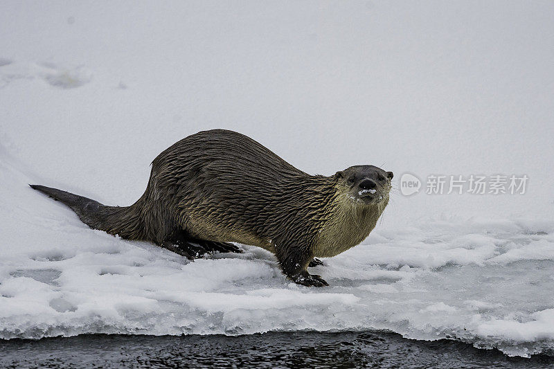 北美水獭，Lontra canadensis，也被称为北方水獭或普通水獭，是北美特有的半水栖哺乳动物。冬天在黄石河边和雪地里玩耍，黄石国家公园